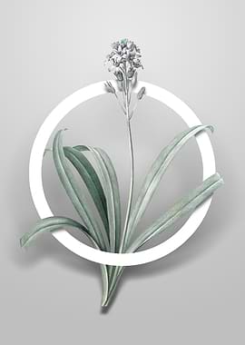 Spanish Bluebell Flower