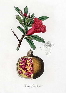 Pomegranate Illustration