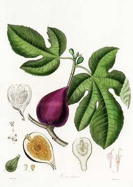 Fig Illustration