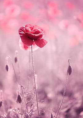 Field poppy in pink tones