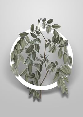 Vintage Jujube Flower Art