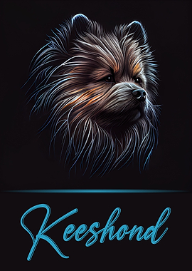 Elegant Keeshond