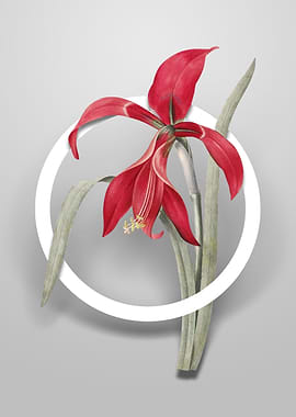Vintage Amaryllis Flower