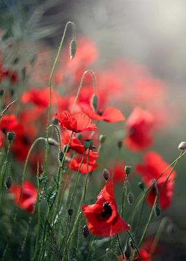 Red field poppies, macro