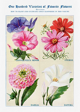 100 Varieties of Flowers