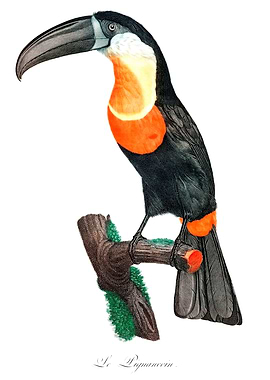 Green Billed Toucan