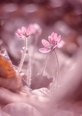 Pink hepaticas in forest