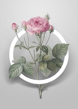 Pink French Roses Flower