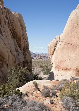 Joshua Tree Landscape View