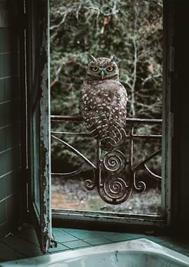 great owl