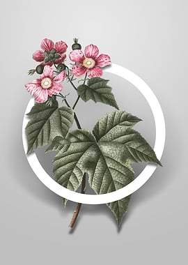 Purple Flowered Raspberry