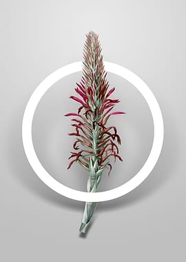 Pitcairnia Latifolia Art