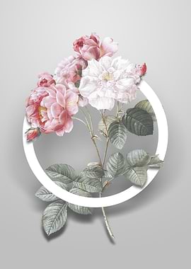 Pink Damask Rose Flower