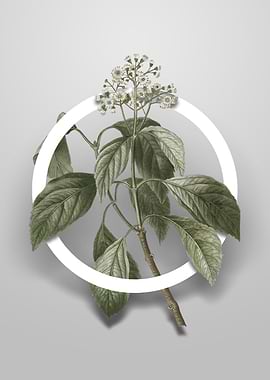 Climbing Hydrangea Flower