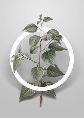 Vintage Black Birch Flower