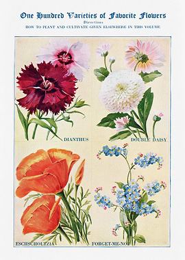 100 Varieties of Flowers