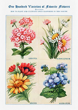 100 Varieties of Flowers