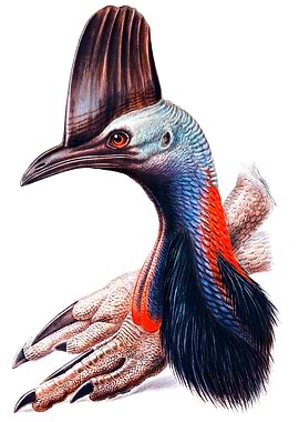 Australian Cassowary