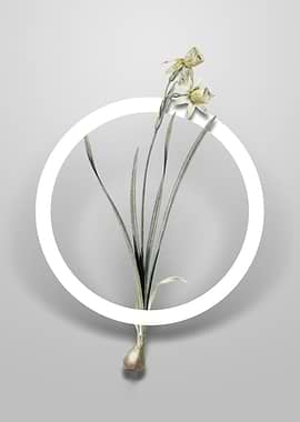 Narcissus Calathinus Art
