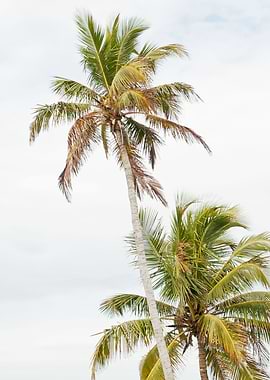 Floridian Palms 1