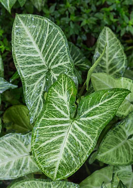 Natures Patterns Leaves
