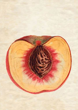 SLICED NECTARINE VINTAGE