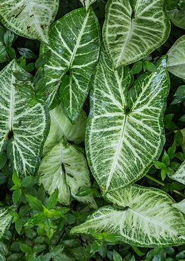 Jack in the pulpit leaves