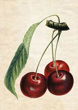 CHERRIES LEAF VINTAGE