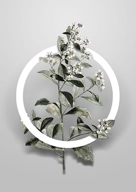 Eastern Baccharis Flower