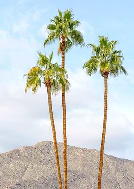 Palm Springs Palm Trees