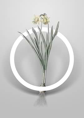 Lesser Wild Daffodil Art