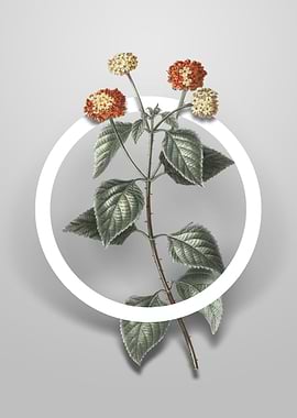 Vintage Tickberry Flower