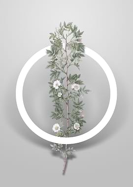 Cuspidate Rose Flower Art