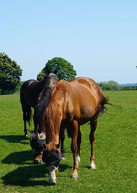 Horses in a field