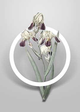 Elder Scented Iris Flower