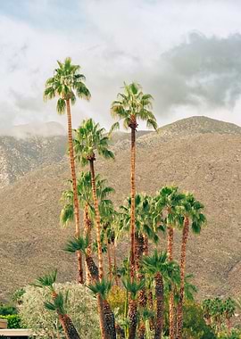 Palm Trees and Mountains