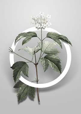 Guelder Rose Flower Circle