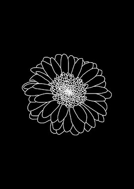 Gerbera Daisy White Line