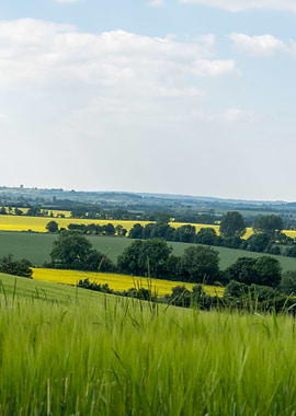 Beautiful summer landscape