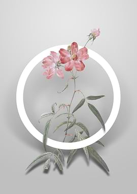 Peach Leaved Rose Flower