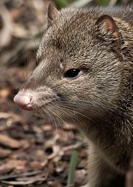 quoll