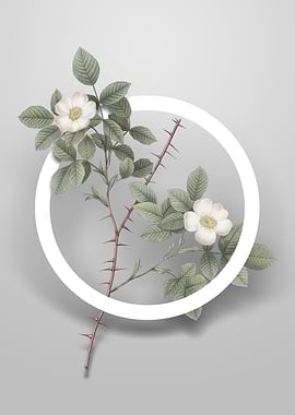 Spiny Rose of Dematra Art