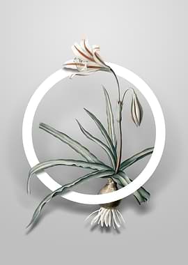 Amaryllis Broussonetii Art