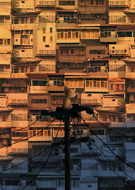 Cat and Complicated World