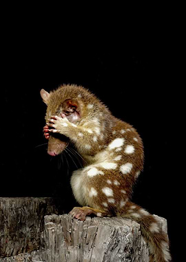 quoll