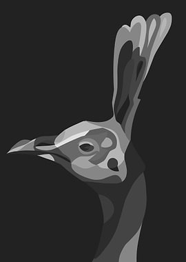 beautiful bird peacock