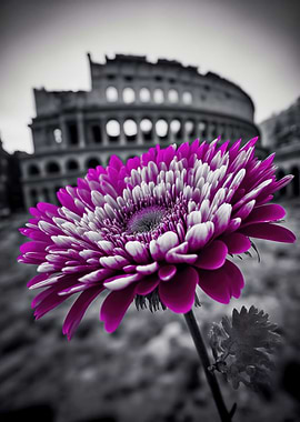 Purple Flower Colosseum