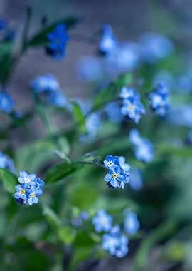 Blue forget me nots