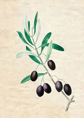 FIG TREE LEAF VINTAGE