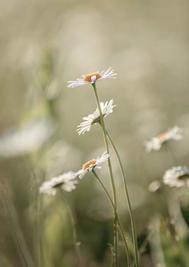 Camomiles in rural meadow